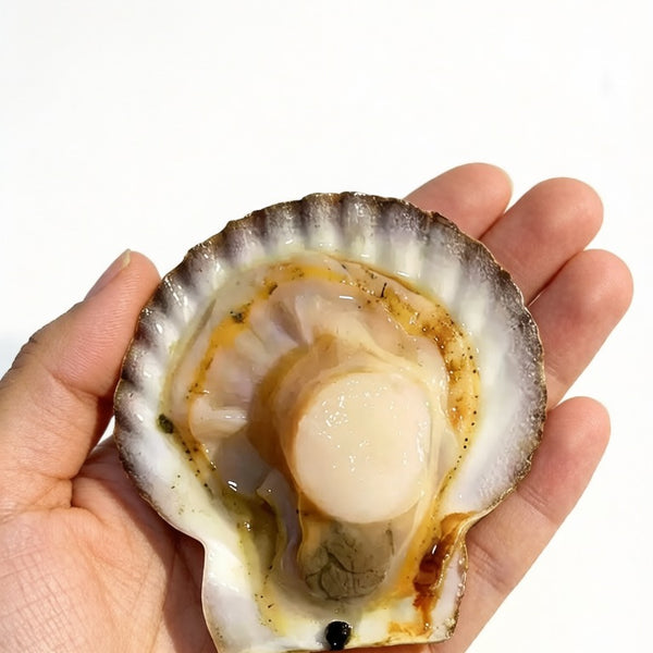 Live Scallops